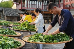 一葉「雙驕」出武夷