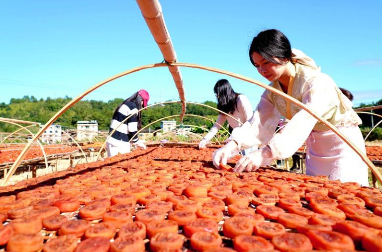 福建永定柿餅正飄香 農戶笑開顏