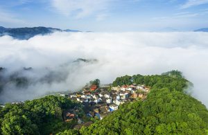 福建柘榮林間花帶綻放經濟新活力