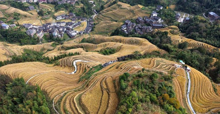 龍脊梯田水稻豐收