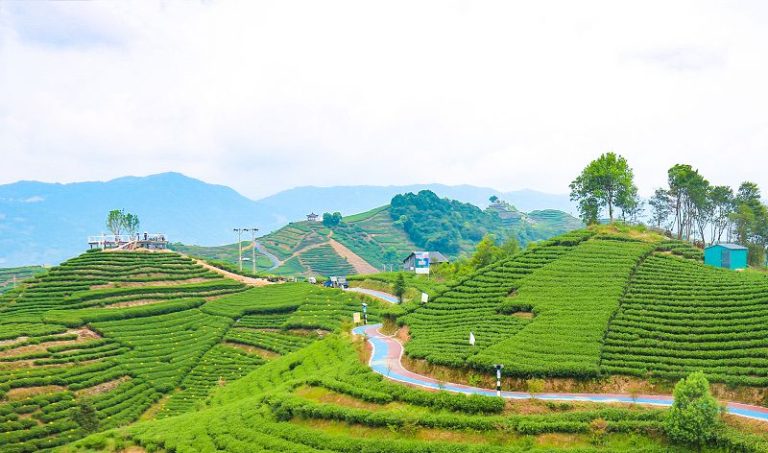 福鼎白茶國家地理標誌保護示範區獲批成立