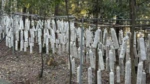 多元產業融合啟動福建山村經濟