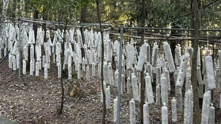 多元產業融合啟動福建山村經濟