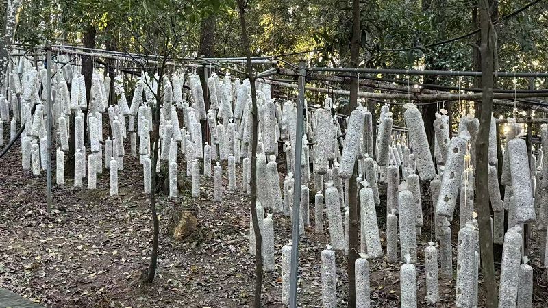 多元產業融合啟動福建山村經濟