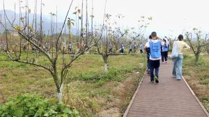 閩北管蜜移民村開闢遊憩新路徑