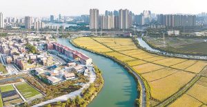 晉江市九十九溪約1800畝晚稻迎來收割