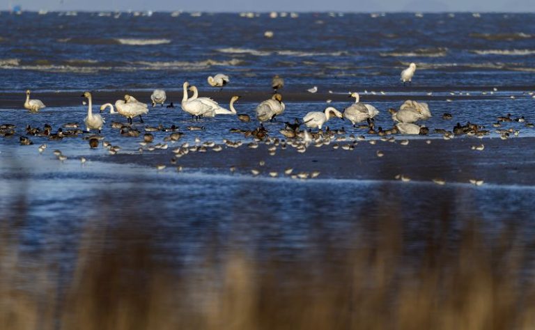 小天鵝福州閩江河口濕地越冬