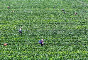 廣西賀州鄉村變身粵港澳「菜園子」