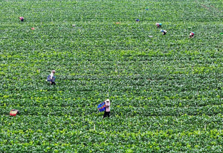 廣西賀州鄉村變身粵港澳「菜園子」