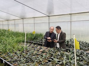 廣西荔浦花農 讓蘭花香飄海內外