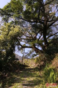 徒步熱潮喚醒千年古道 寧德山海間走出文旅新路徑