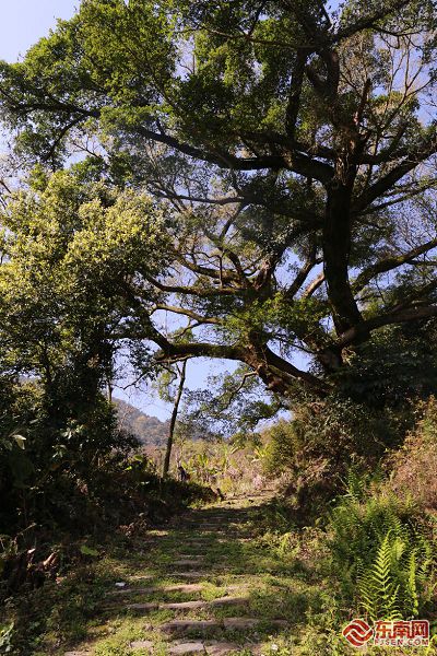 徒步熱潮喚醒千年古道 寧德山海間走出文旅新路徑
