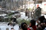 17日，福州熊貓世界煥新開園，吸引市民與中外遊客慕名而來。 中新社