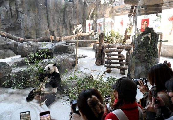 17日，福州熊貓世界煥新開園，吸引市民與中外遊客慕名而來。 中新社