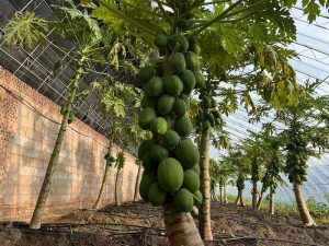 1月10日，遼寧盤錦的興隆生態農場裡結滿了待成熟的芒果。