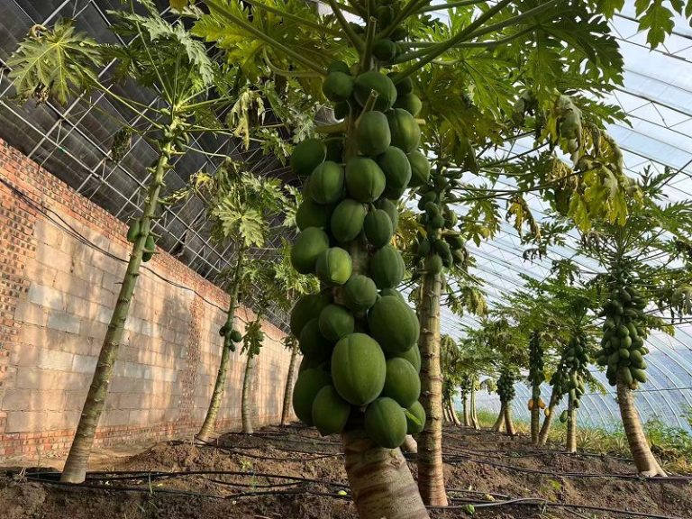 科技賦能 遼寧鹽鹼地變身熱帶果園