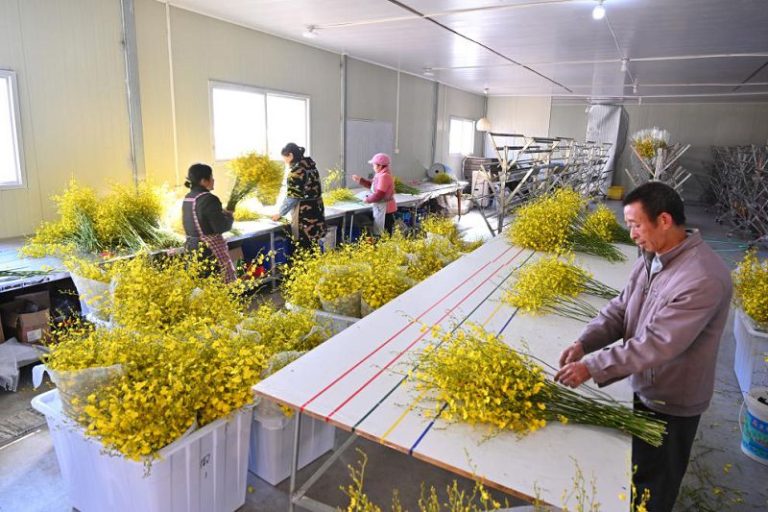 1月15日，在位於周寧縣浦源鎮的福建馨慧蘭園藝有限公司，工人分揀包裝文心蘭。