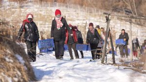 1月15日，本溪桓仁縣種植戶們採收冰葡萄。