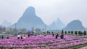 1月16日，民眾在廣西桂林市臨桂區會仙鎮沐宦頭村的格桑花海遊玩。