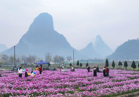 1月16日，民眾在廣西桂林市臨桂區會仙鎮沐宦頭村的格桑花海遊玩。