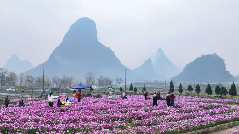 1月16日，民眾在廣西桂林市臨桂區會仙鎮沐宦頭村的格桑花海遊玩。