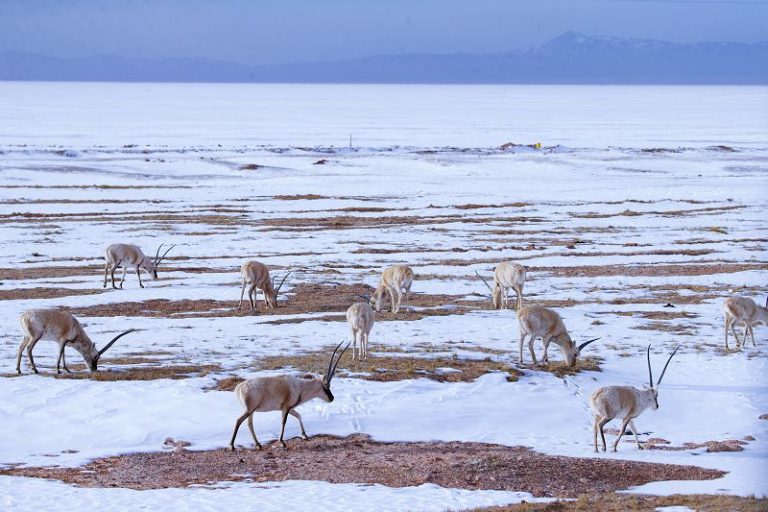 青海施行新規保護野生動物 規範野外觀察拍攝等行為