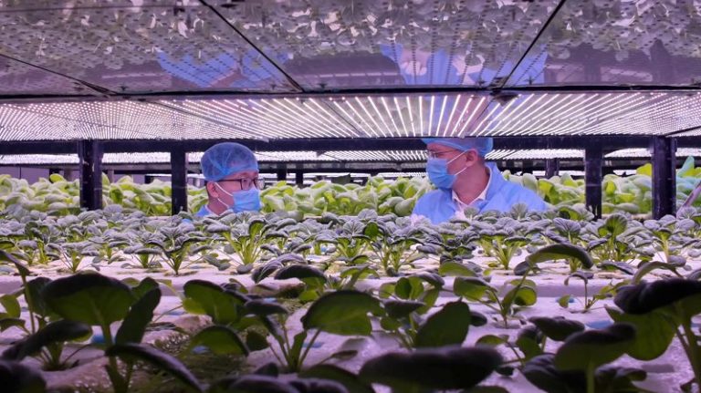 2025年12月，張世澤（圖右）與工作人員查看植物工廠裡的作物長勢。