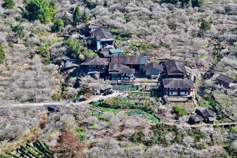 福建永泰萬畝梅花綻放迎客