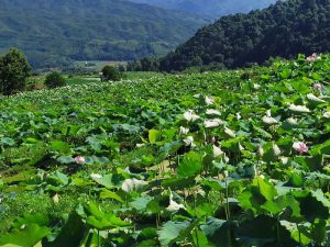 f19660df67228701d0e9d77a66862d0c5027