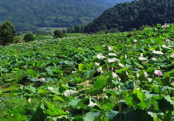 f19660df67228701d0e9d77a66862d0c5027