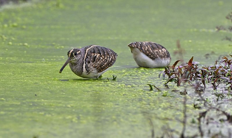 福建永安碧波映珍禽 生態持續向好