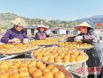 永春縣桂洋鎮柿餅飄香日子甜