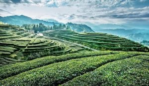 航拍熊透有機茶園(資料圖)。