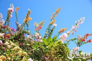 三角梅絢爛開放 各色花朵綴滿枝頭 泉州古城生機盎然
