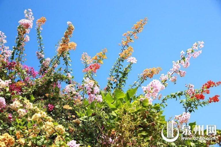 三角梅絢爛開放 各色花朵綴滿枝頭 泉州古城生機盎然