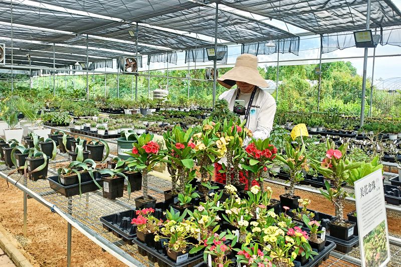 近日，廣西花卉企業主播正在線上直播間推介盆景。