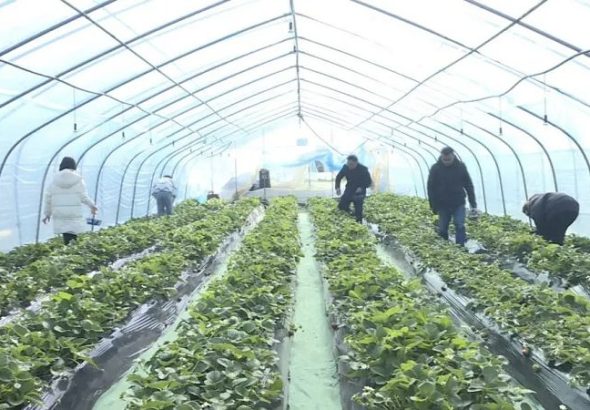 遊客在採摘草莓。