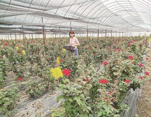 霞浦台創園無刺即食玫瑰示範種植基地