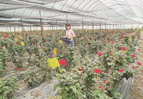 霞浦台創園無刺即食玫瑰示範種植基地