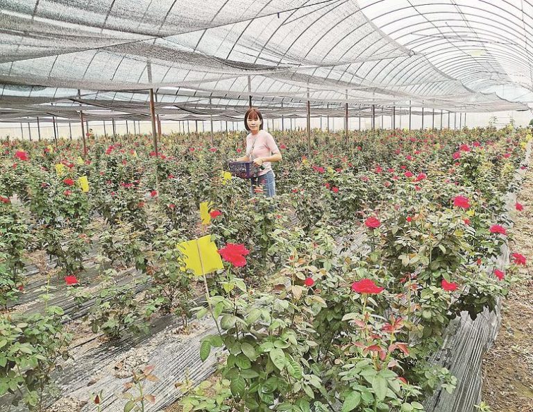 霞浦台創園無刺即食玫瑰示範種植基地