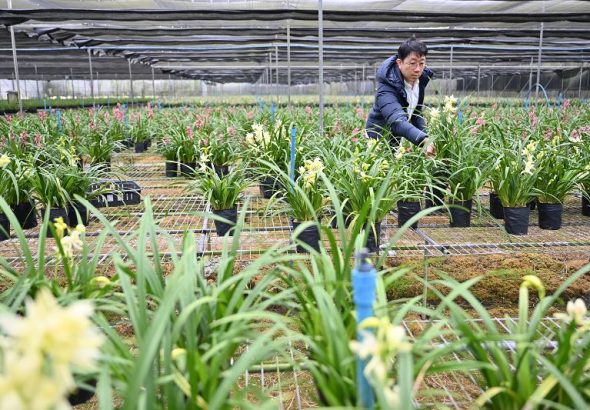 1月22日，蘇英禎在位於廣州市的蘭花基地查看蘭花長勢。 中新社