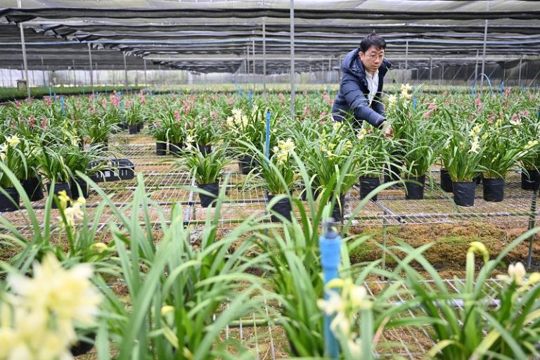 1月22日，蘇英禎在位於廣州市的蘭花基地查看蘭花長勢。 中新社