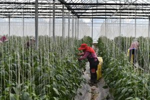 1月29日，工人在種植大棚內採摘尖椒。位於福建福州福清市港頭鎮的尖椒種植基地迎來採收季。 中新社