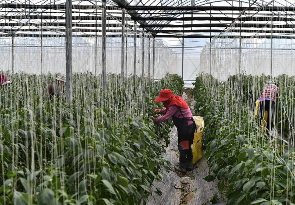 1月29日，工人在種植大棚內採摘尖椒。位於福建福州福清市港頭鎮的尖椒種植基地迎來採收季。 中新社