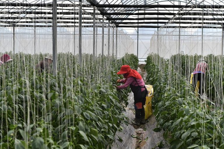 1月29日，工人在種植大棚內採摘尖椒。位於福建福州福清市港頭鎮的尖椒種植基地迎來採收季。 中新社