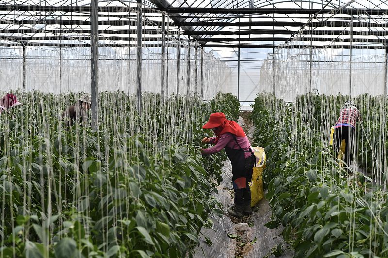 1月29日，工人在種植大棚內採摘尖椒。位於福建福州福清市港頭鎮的尖椒種植基地迎來採收季。 中新社