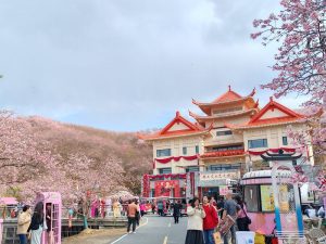 2月23日，賴坊櫻花園內遊人如織。