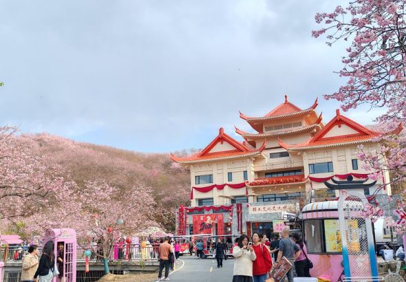 2月23日，賴坊櫻花園內遊人如織。