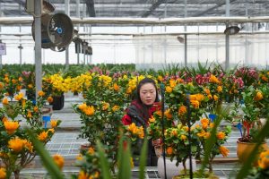 2月6日，福建寧德，周寧縣七步鎮宏萬種業科技有限公司的員工在線上直播售花。