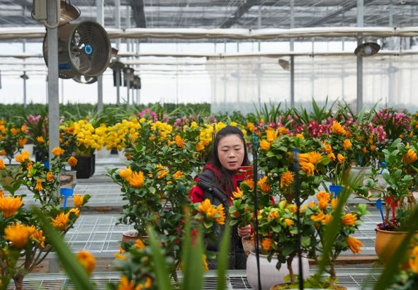 2月6日，福建寧德，周寧縣七步鎮宏萬種業科技有限公司的員工在線上直播售花。